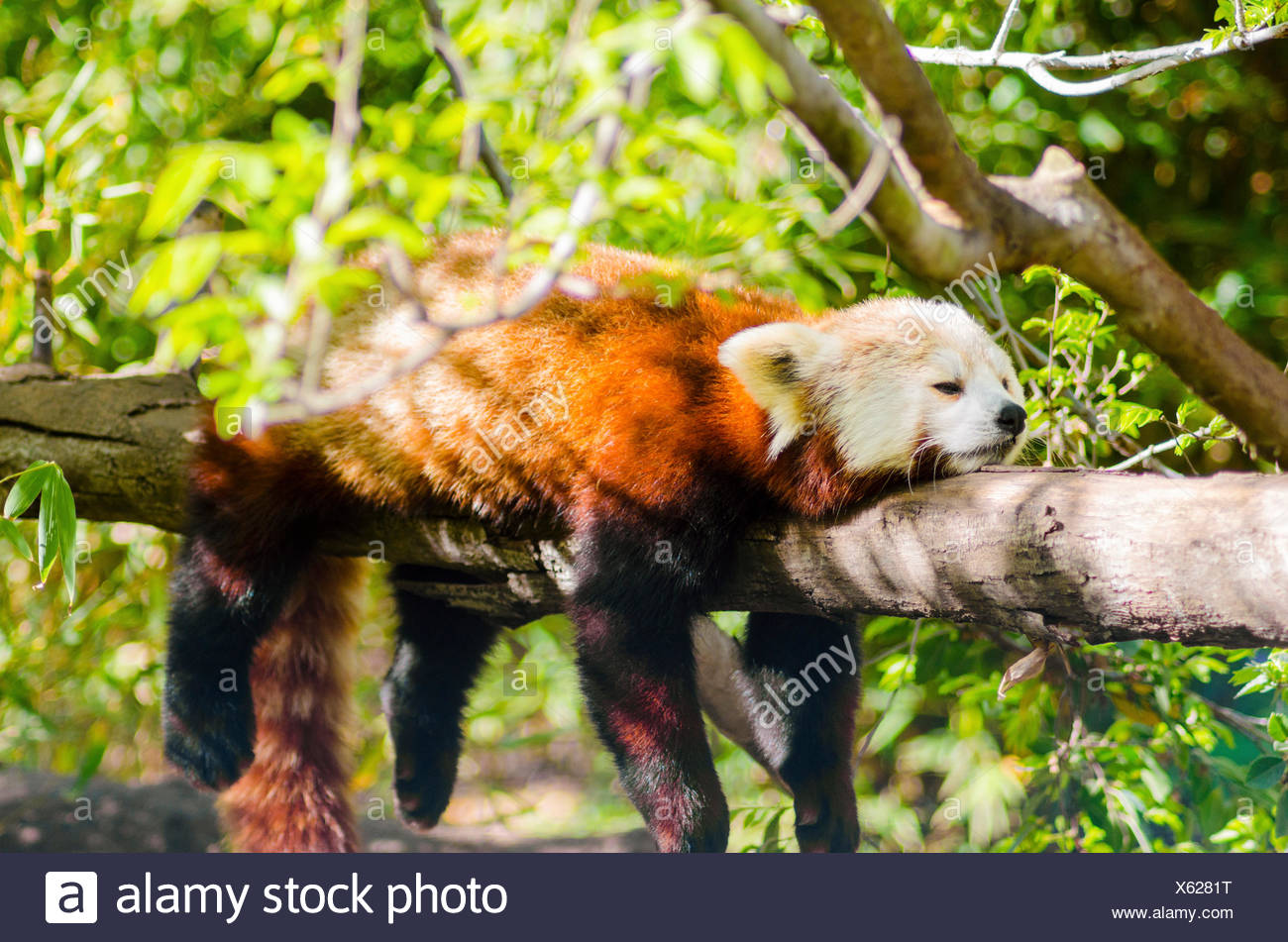 Una Bella Panda Rosso Giacenti Su Un Ramo Di Albero Dormendo