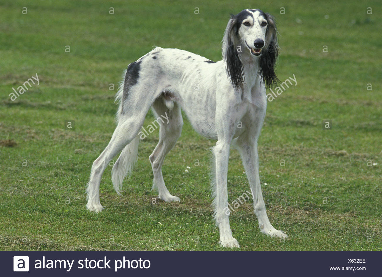 Saluki Levriero Persiano O Gazzella S Cane L Erba Foto Stock Alamy