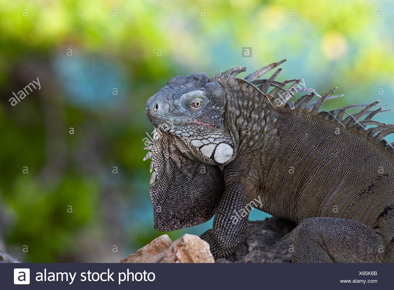 Iguana verde Foto Stock