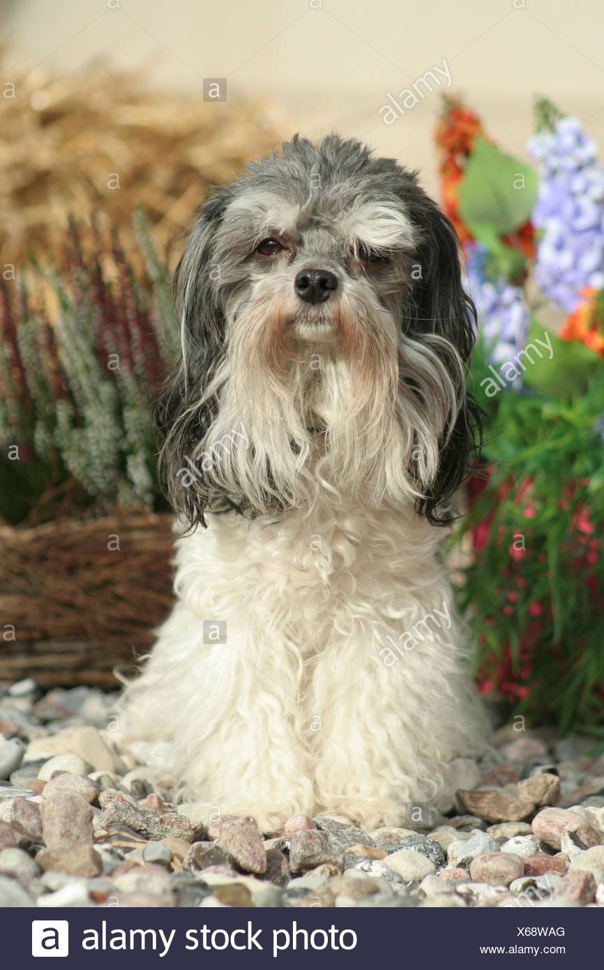 Cane Leone Immagini Cane Leone Fotos Stock Alamy