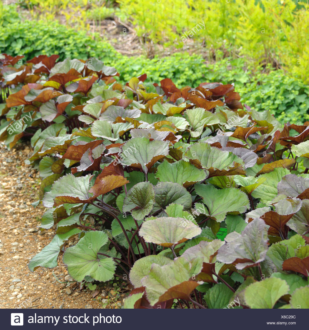 semi Ligularia x palmatiloba-Foglia di Palma ligularia-Hardy perenne 50