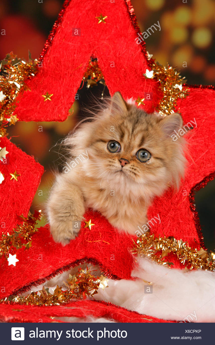 Gattini Natalizi Sfondi.Red Persian Cats Immagini E Fotos Stock Alamy