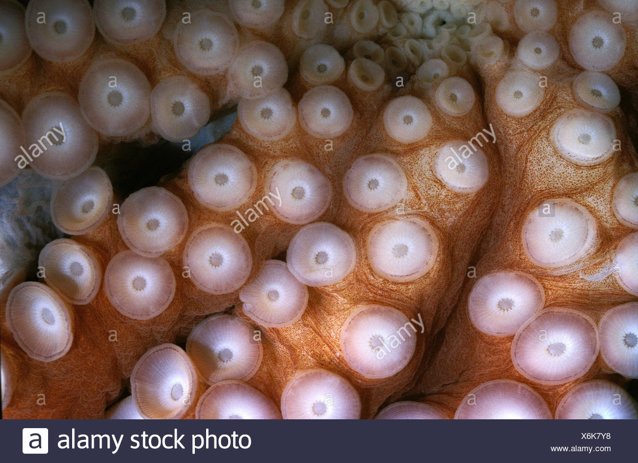OCTOPUS octopus cyanea, tentacoli che mostra ventose Foto Stock