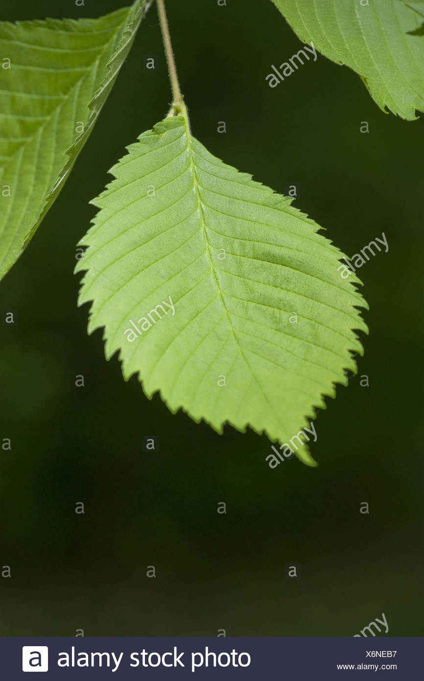 10 SEMI ULMUS LAEVIS OLMO BIANCO