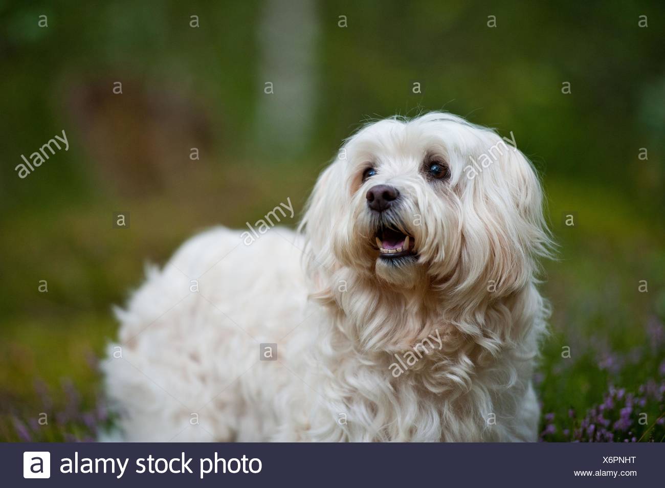 Cane Leone Immagini Cane Leone Fotos Stock Alamy
