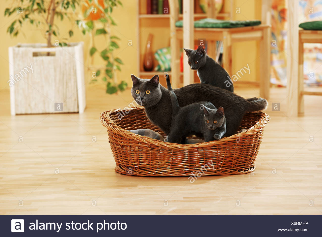 Gatto Certosino Con I Cuccioli In Basket Foto Immagine Stock
