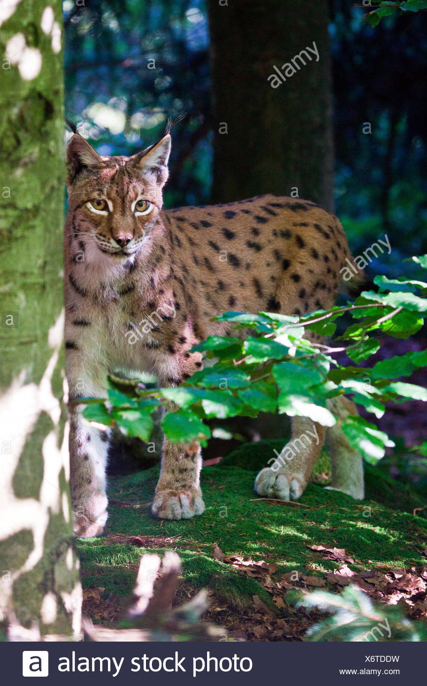 La Lince Europea Gatto Selvatico Delle Alpi Germania Europa Foto