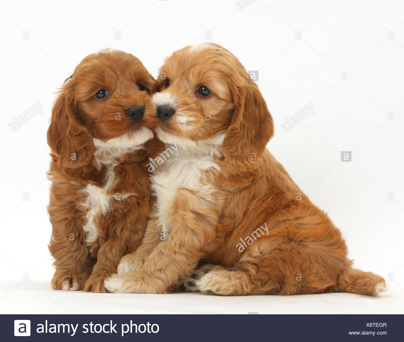 Due Cuccioli Cockapoo Cocker Spaniel Barboncino Trasversale Foto