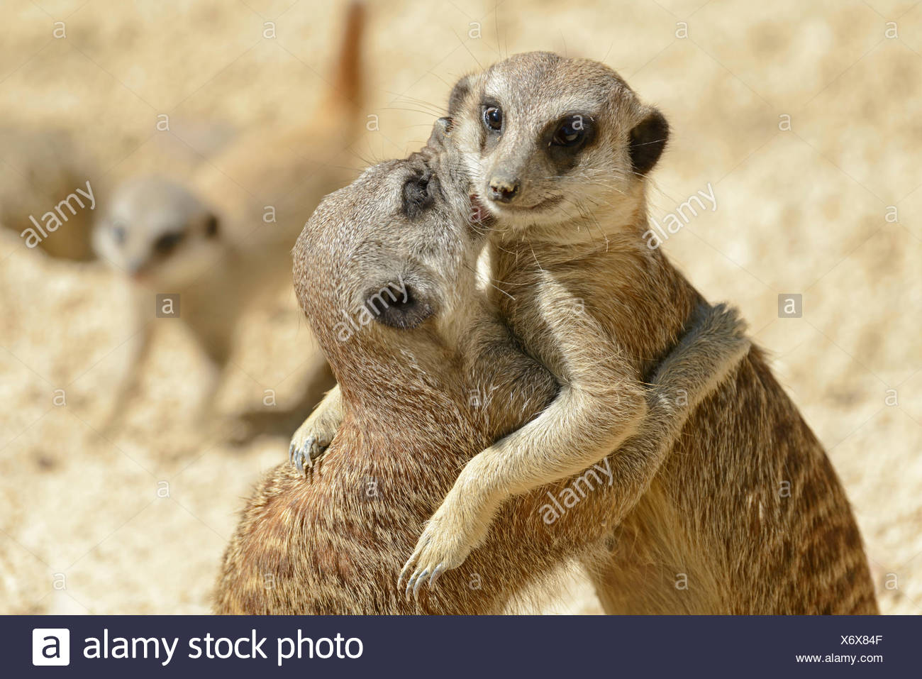Meerkat Suricate Suricatta Captive Germania Foto Stock Alamy