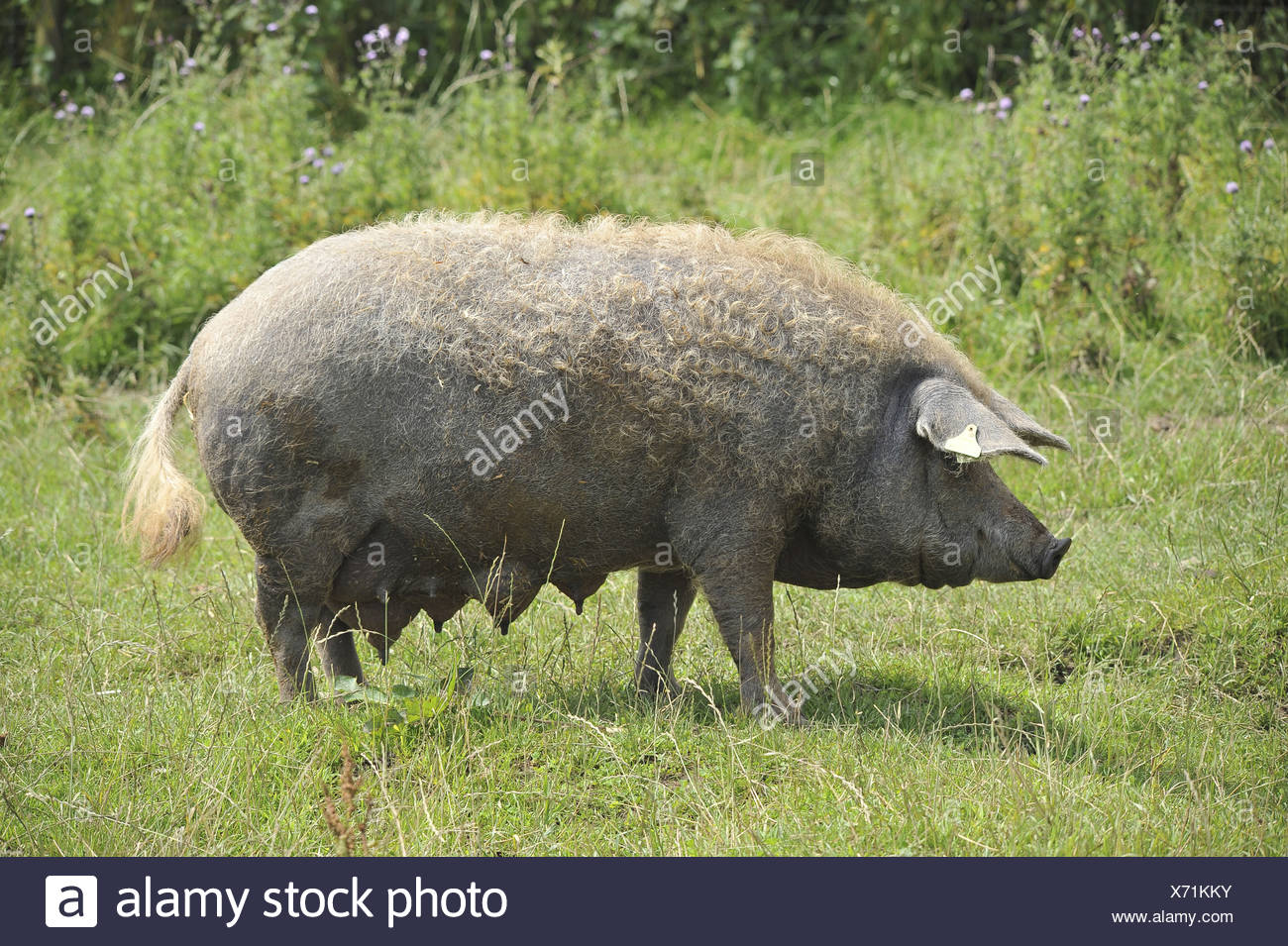 Maiale Mangalitzas Lincolnshire Curly Coat Suini Domestici Suini Domestici Aziende Agriturismo Agricoltura Omnivore Gli Onnivori Mammifero Di Mammiferi Foto Stock Alamy