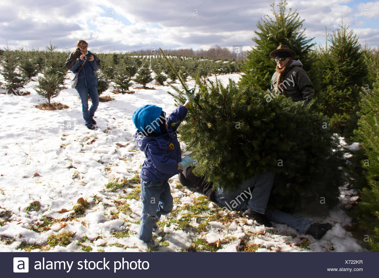 Una Famiglia Seleziona E li Un Pino In Corrispondenza Di Un Albero Di Natale Farm Foto Stock Alamy