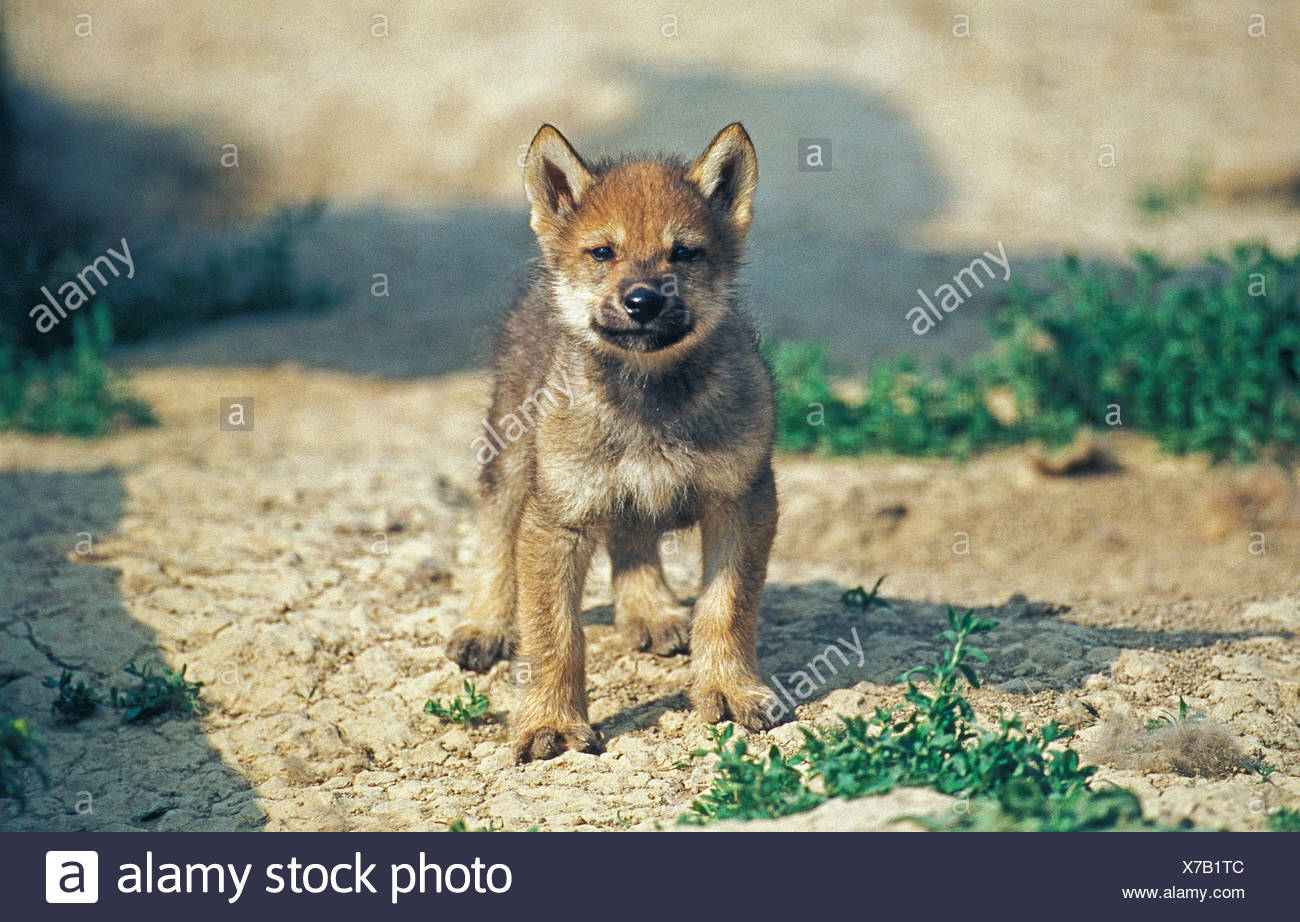 Lupo Europeo Canis Lupus Cub Foto Stock Alamy