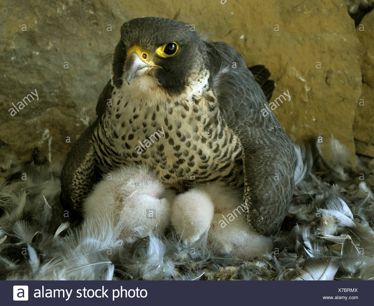 Falco Pellegrino Falco Peregrinus Femmina Raccogliendo I