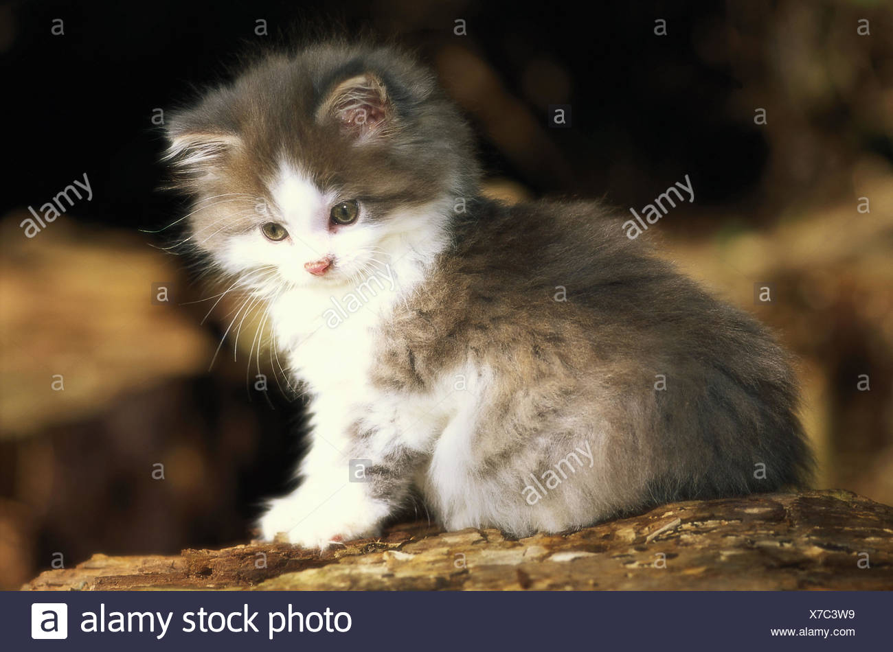 Gatto Razza Gatto A Pelo Lungo Immagini Gatto Razza Gatto A Pelo