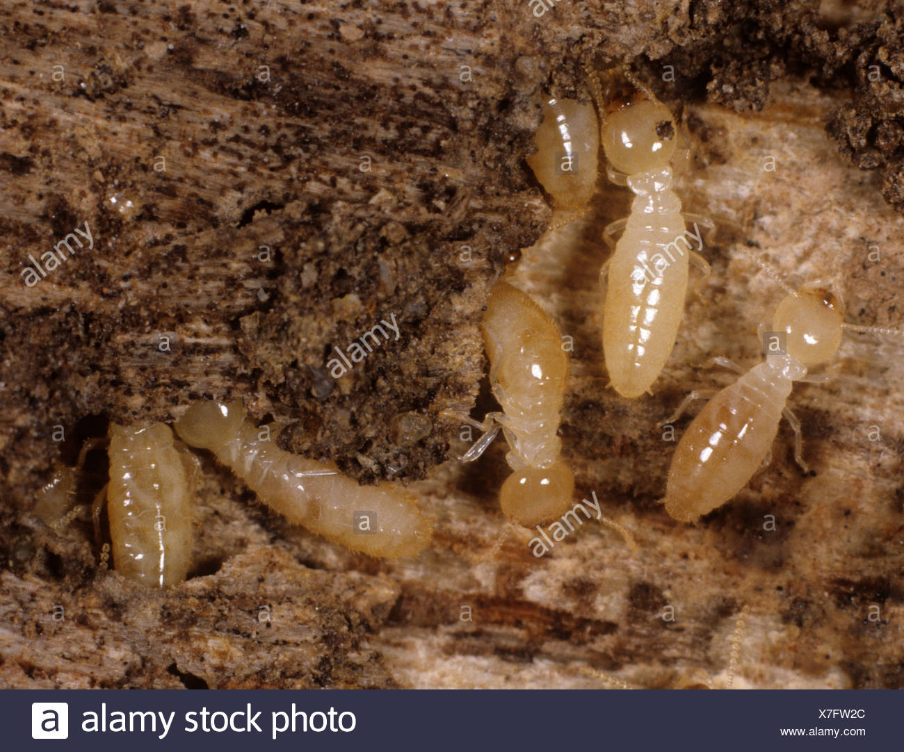 Termite on wood immagini & termite on wood fotos stock alamy Termiti del legno
