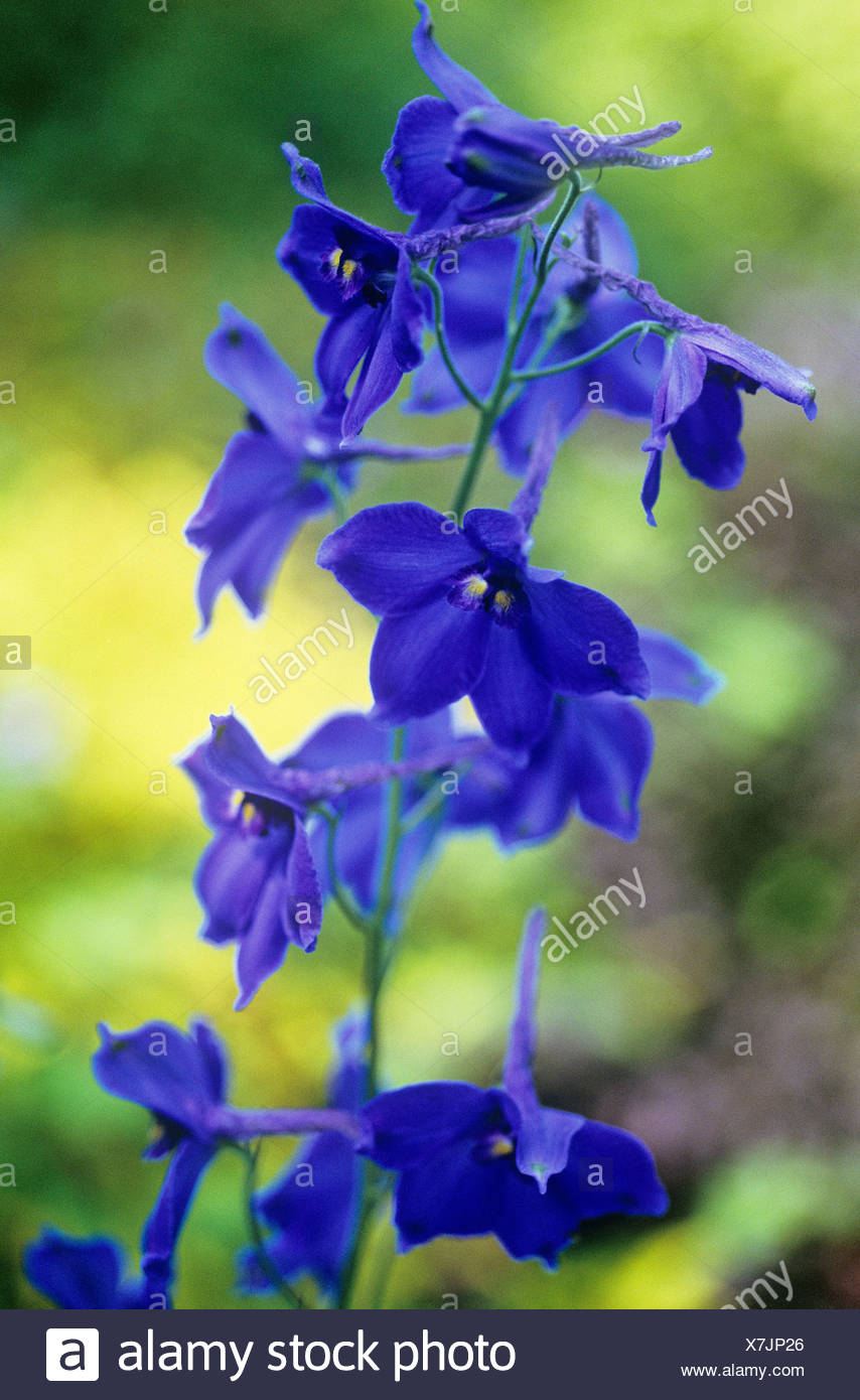 Delphinium Blu Api Delphinium Foto Stock Alamy