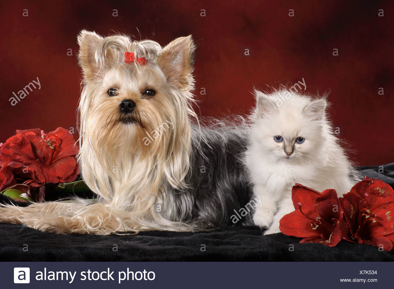 Amicizia Animali Yorkshire Terrier E Gatti Sacri Di Birmania