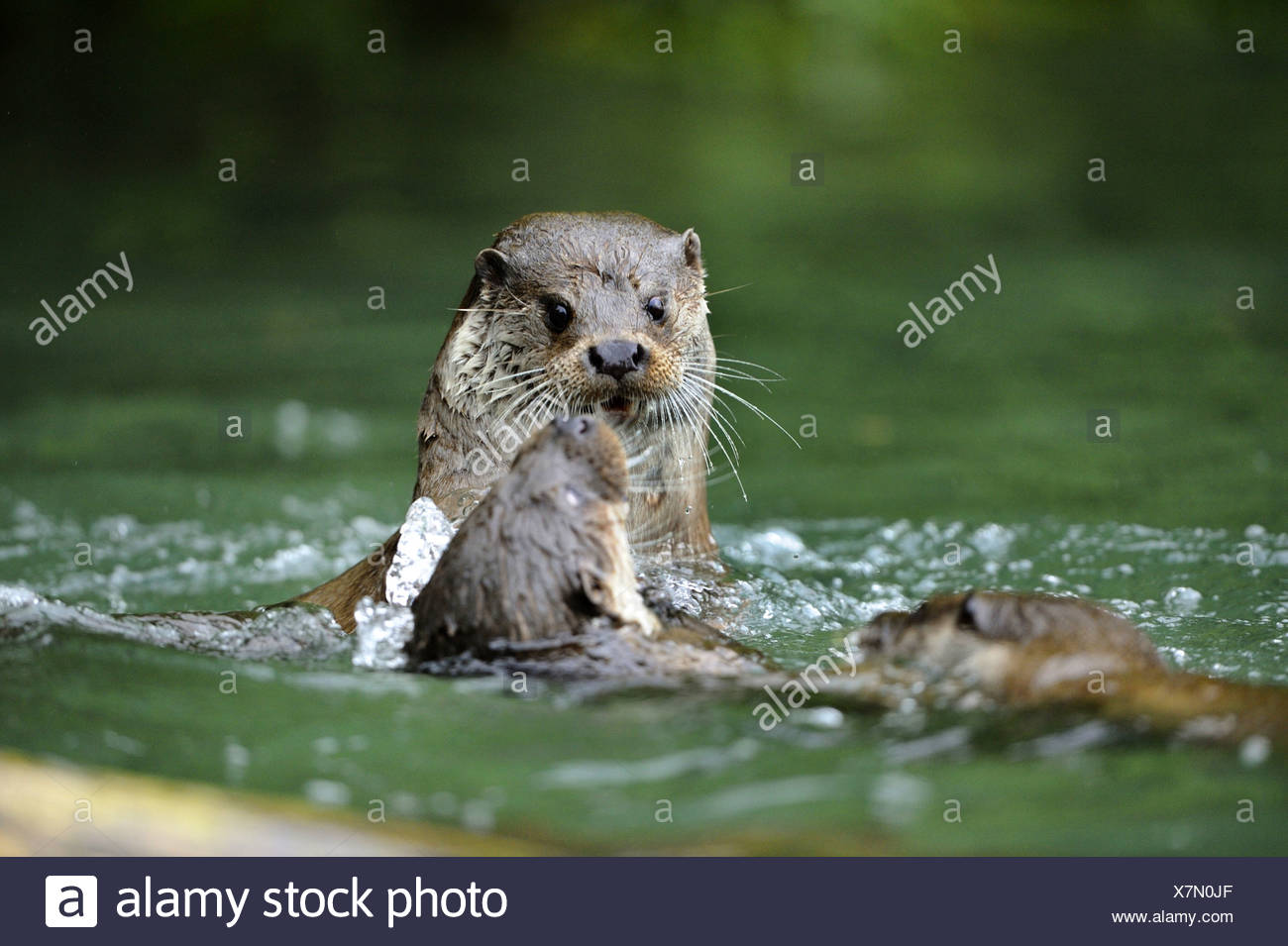 Tre Animali Che Combattono In Acque Poco Profonde Immagini E Fotos Stock Alamy