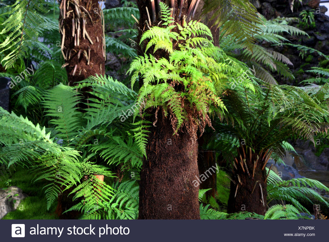 FELCI Antartide-FELCE albero della Tasmania