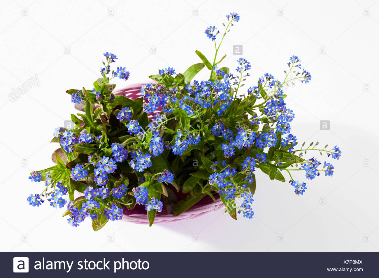 Pianta In Vaso Di Non Ti Scordar Di Me Fiori Su Sfondo