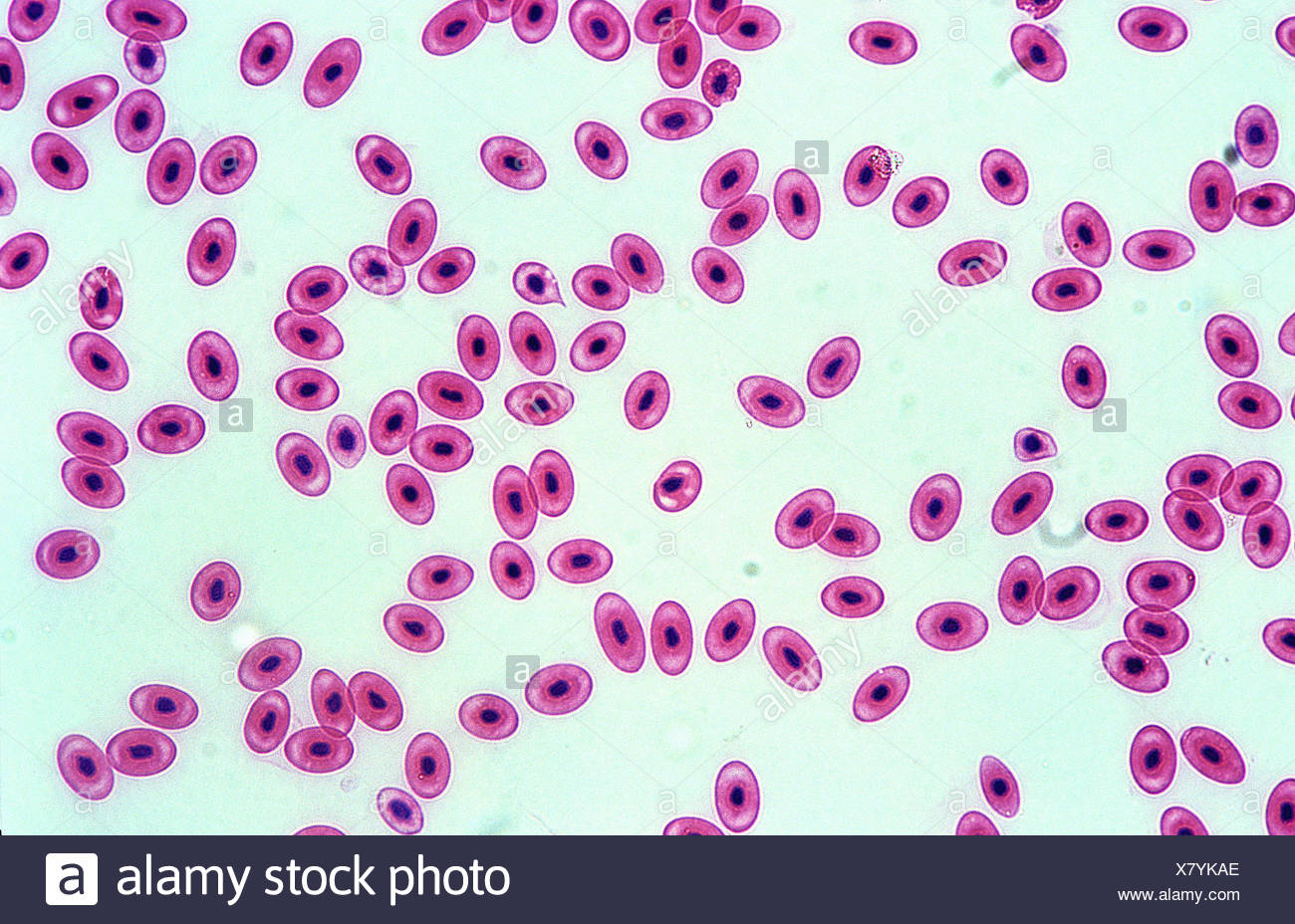 Rana Striscio Di Sangue 400 X Eritrociti Nucleati Microscopio Ottico La Fotomicrografia Istologia Foto Stock Alamy