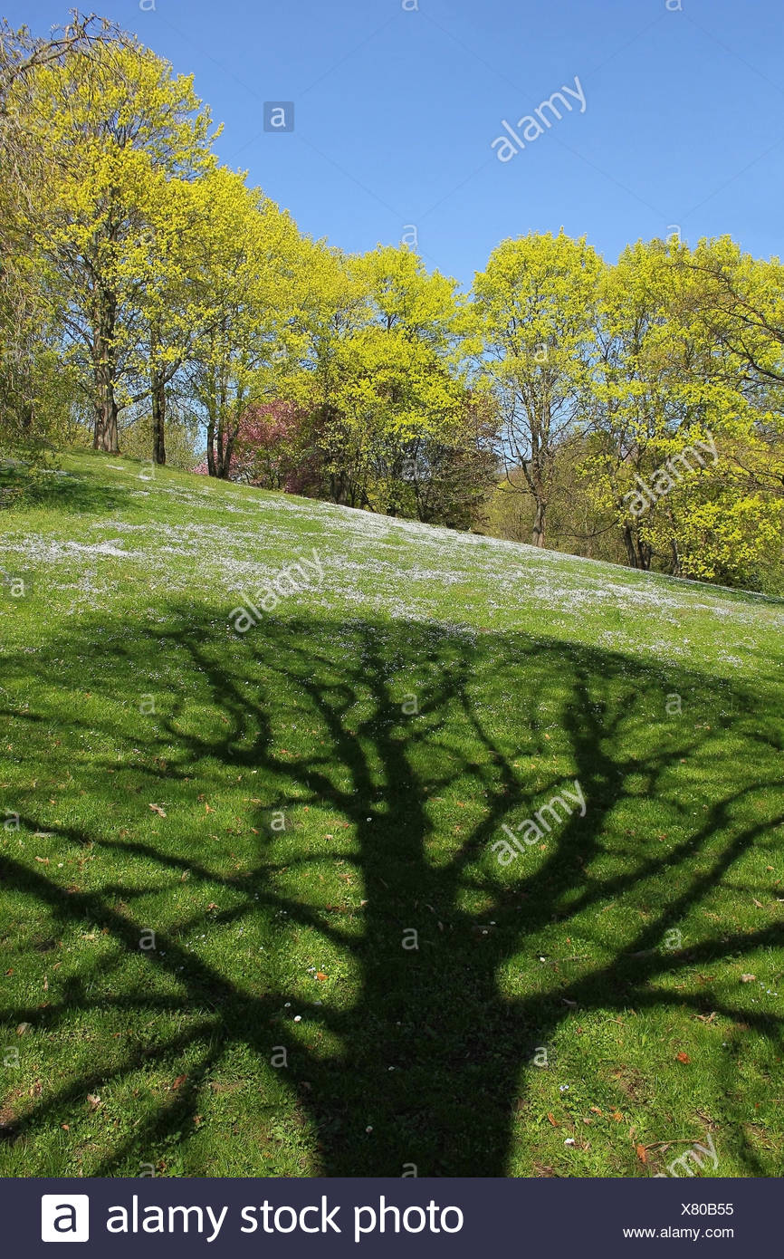 Il parco della struttura a molla verde prato silhouette shaddow ombra le ombre degli alberi tree hill Foto Stock