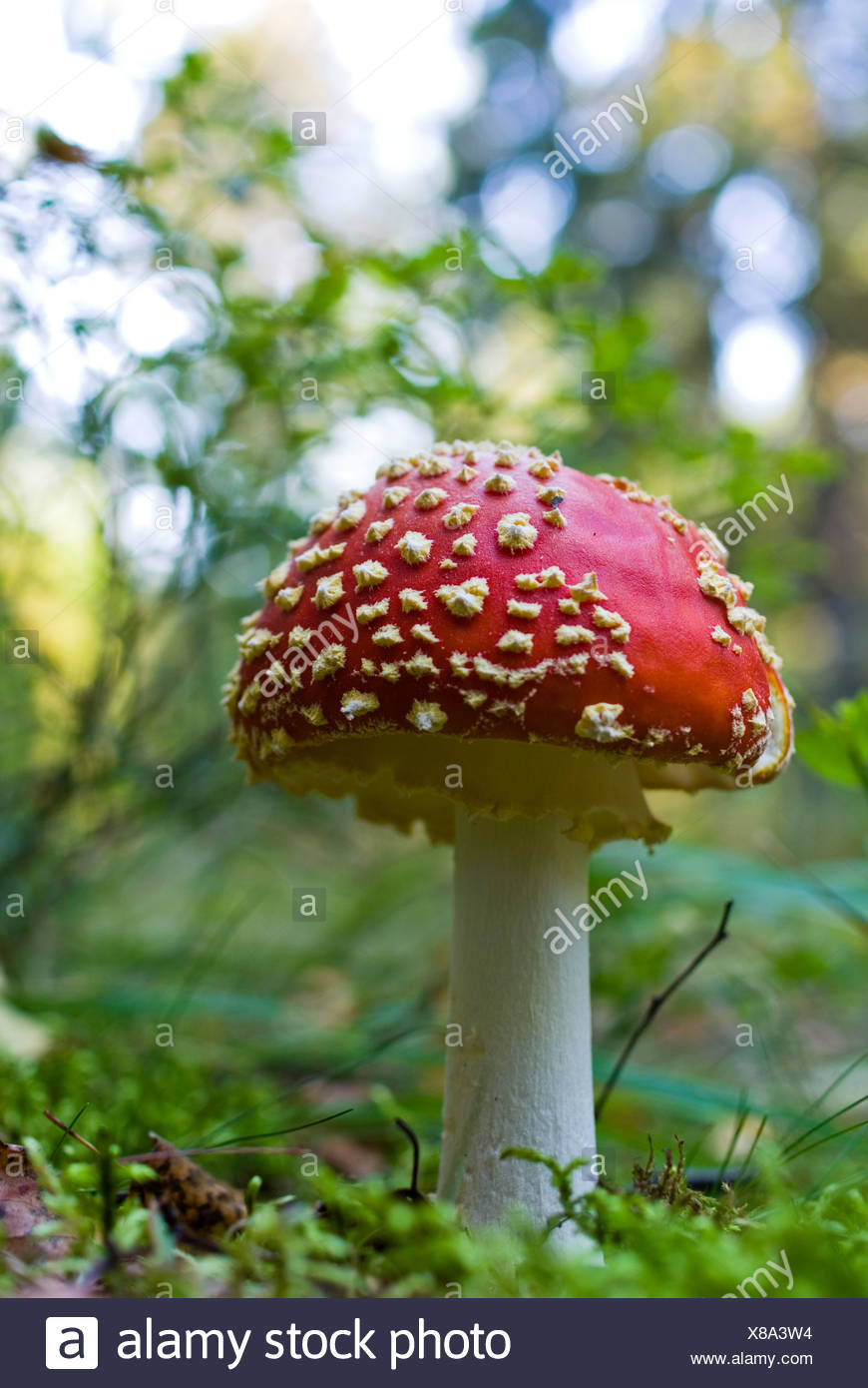 Messa a fuoco selettiva di funghi selvatici Morte (cap) Foto Stock