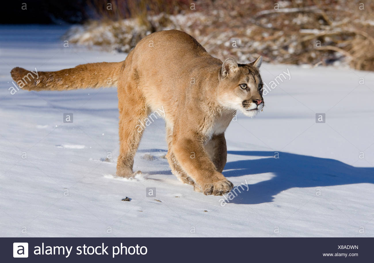 coperta puma coperta puma