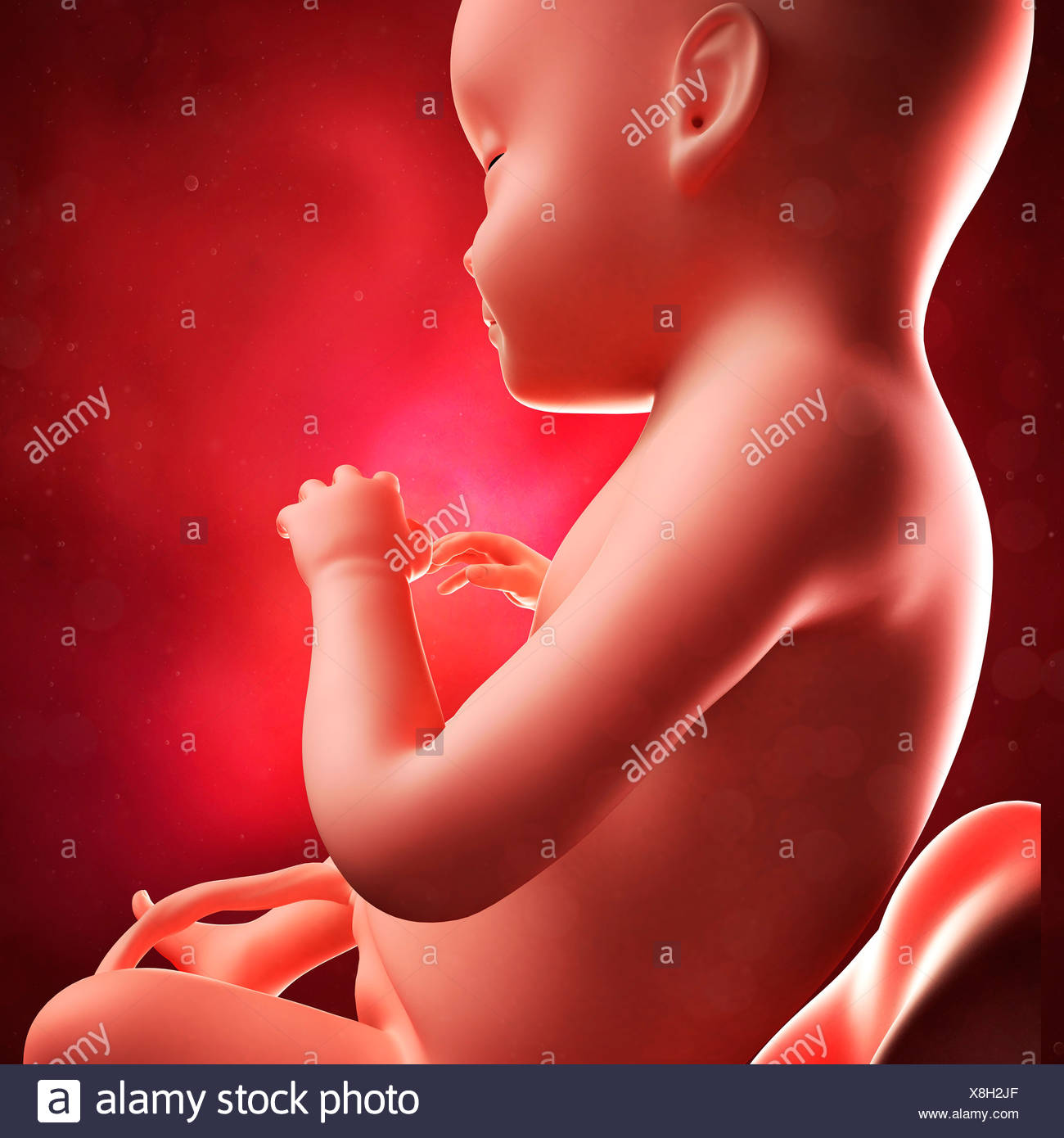 Feto A 28 Settimane Computer Artwork Foto Stock Alamy