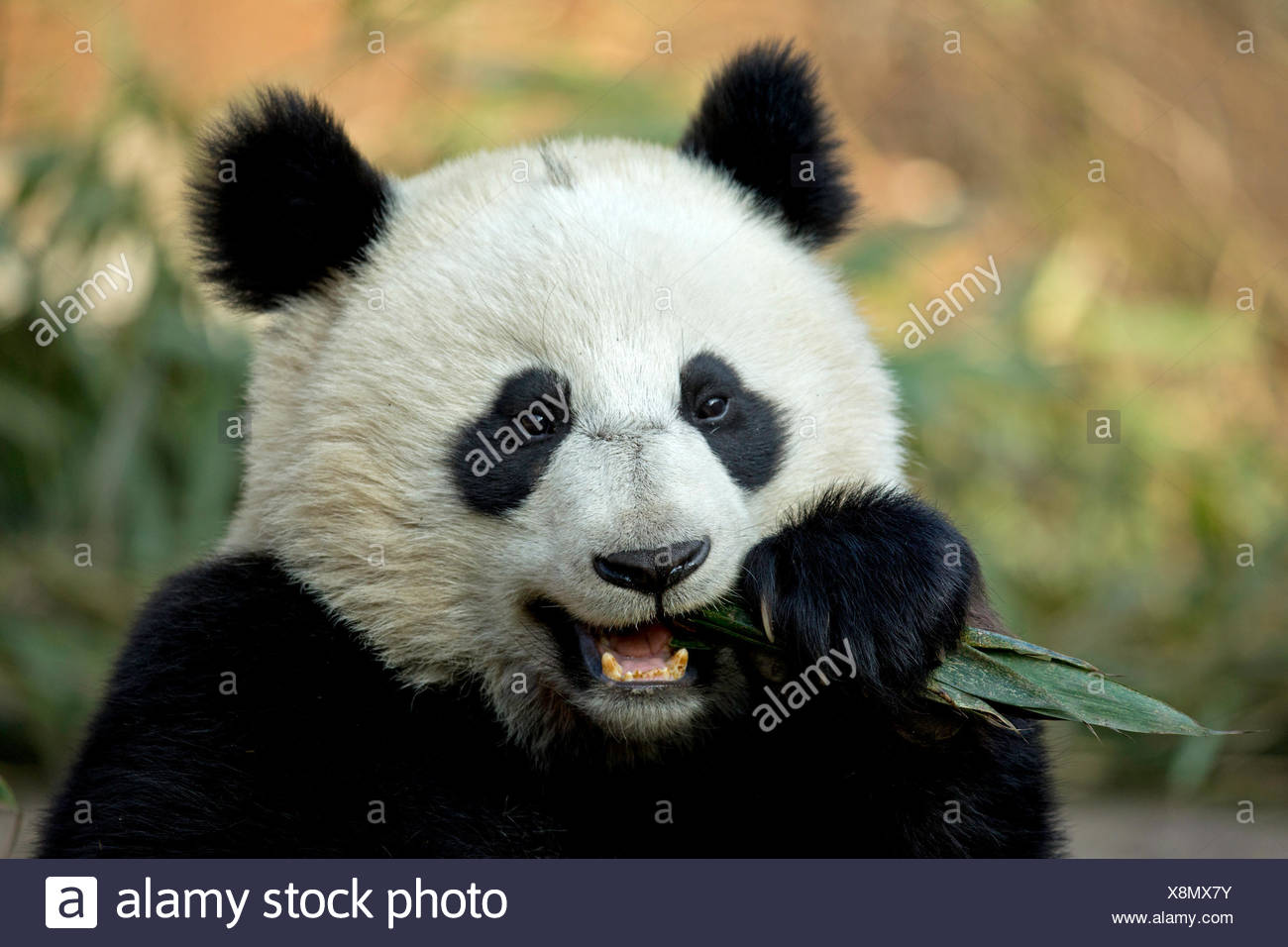 Panda gigante (Ailuropoda melanoleuca) sub adulto alimentazione. Bifengxia, Cina. Captive. Foto Stock