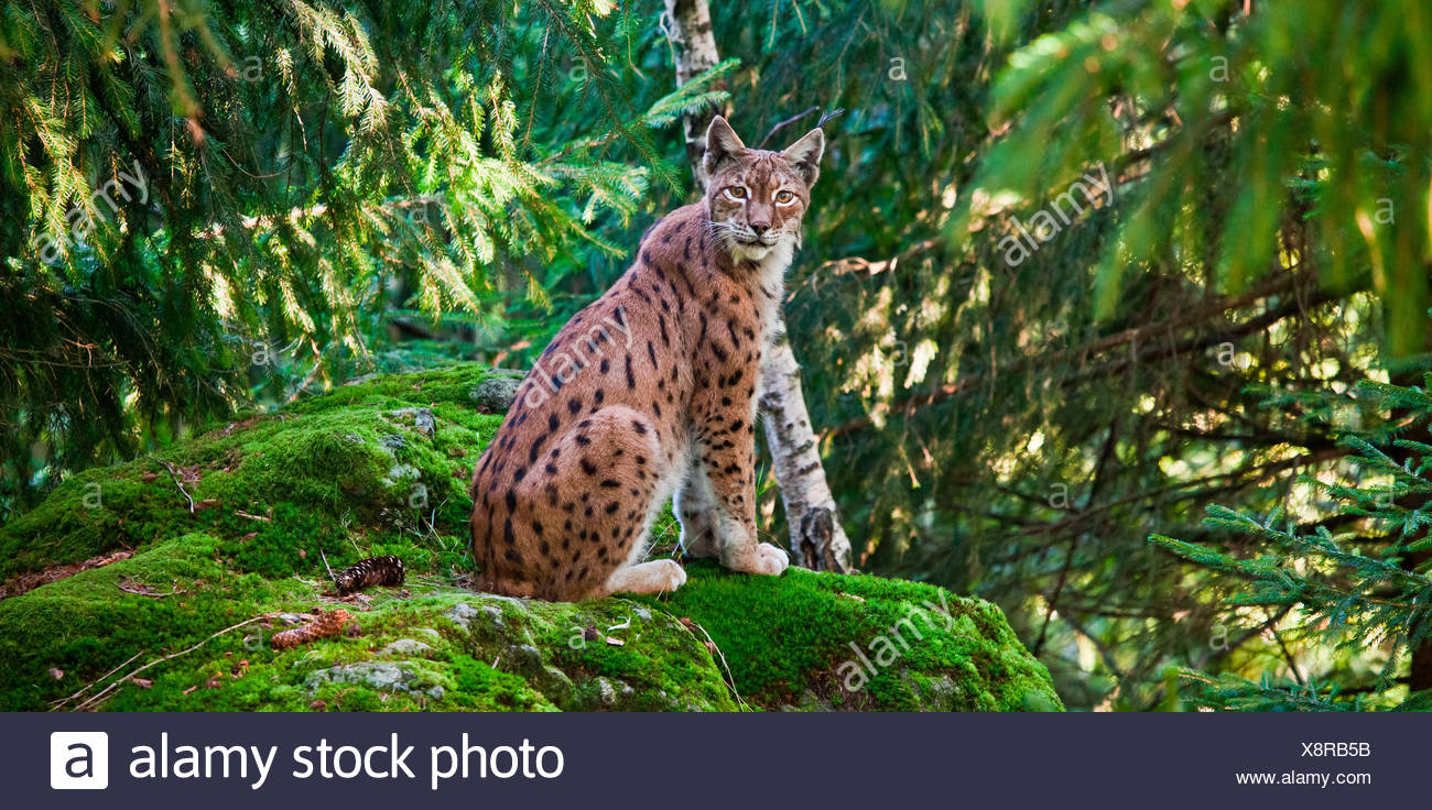 La Lince Europea Gatto Selvatico Delle Alpi Germania Europa Foto