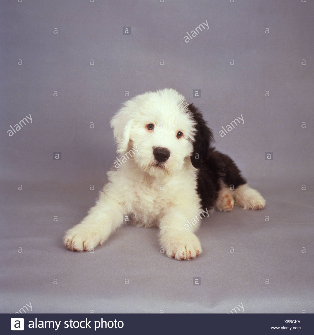 Bobtail Cane Cucciolo Sdraiato Foto Stock Alamy