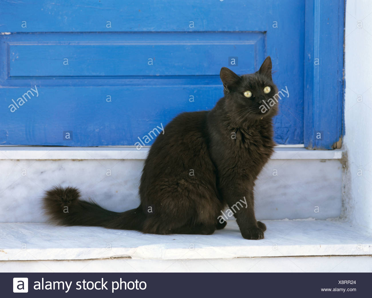Il Gatto Domestico Il Gatto Di Casa Felis Silvestris F Catus