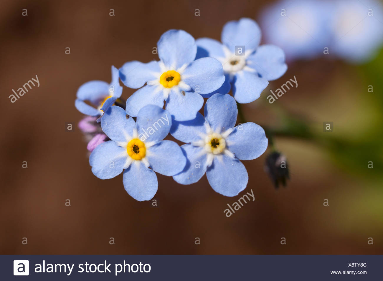 Dimenticare Me Non Myosotis Fiori Azzurro Foto Immagine