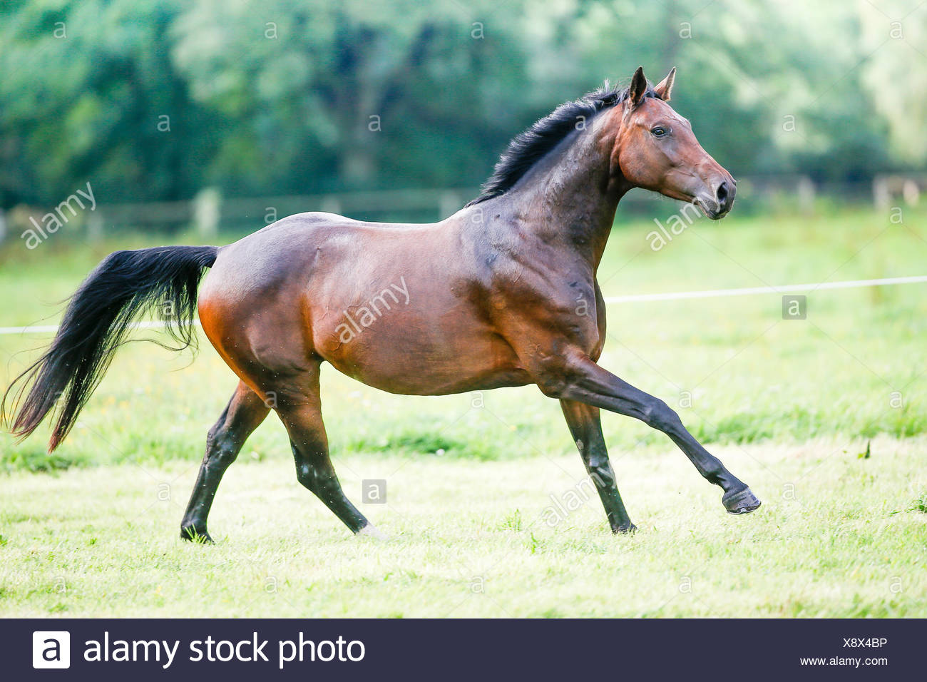 Cavallo Francese Selle Francais Baia Mare Al Galoppo Su Un Prato Germania Foto Stock Alamy