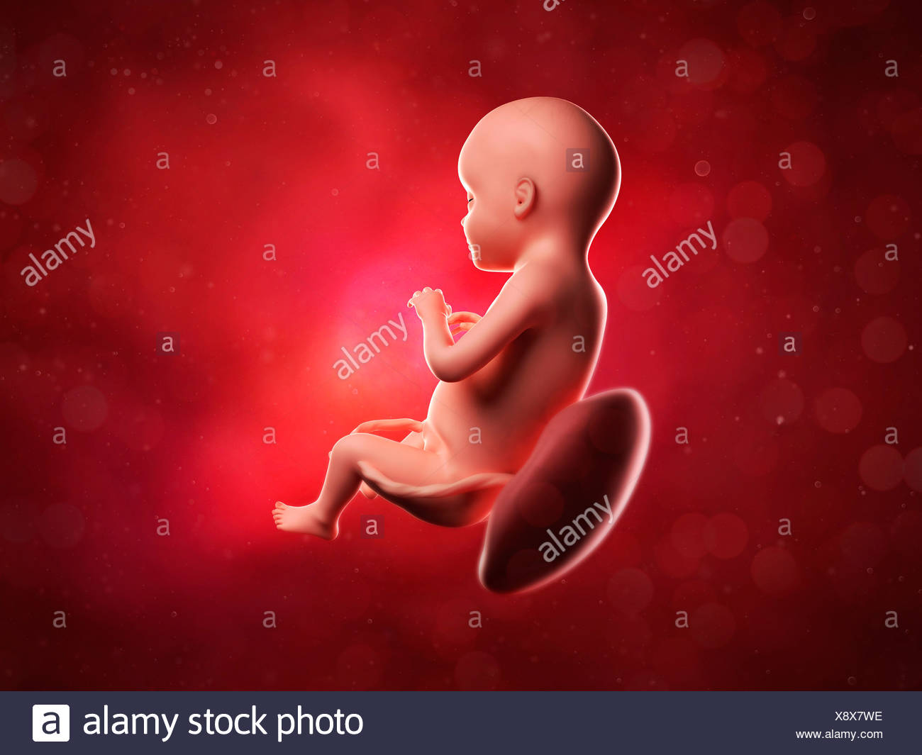 Feto A 28 Settimane Computer Artwork Foto Stock Alamy