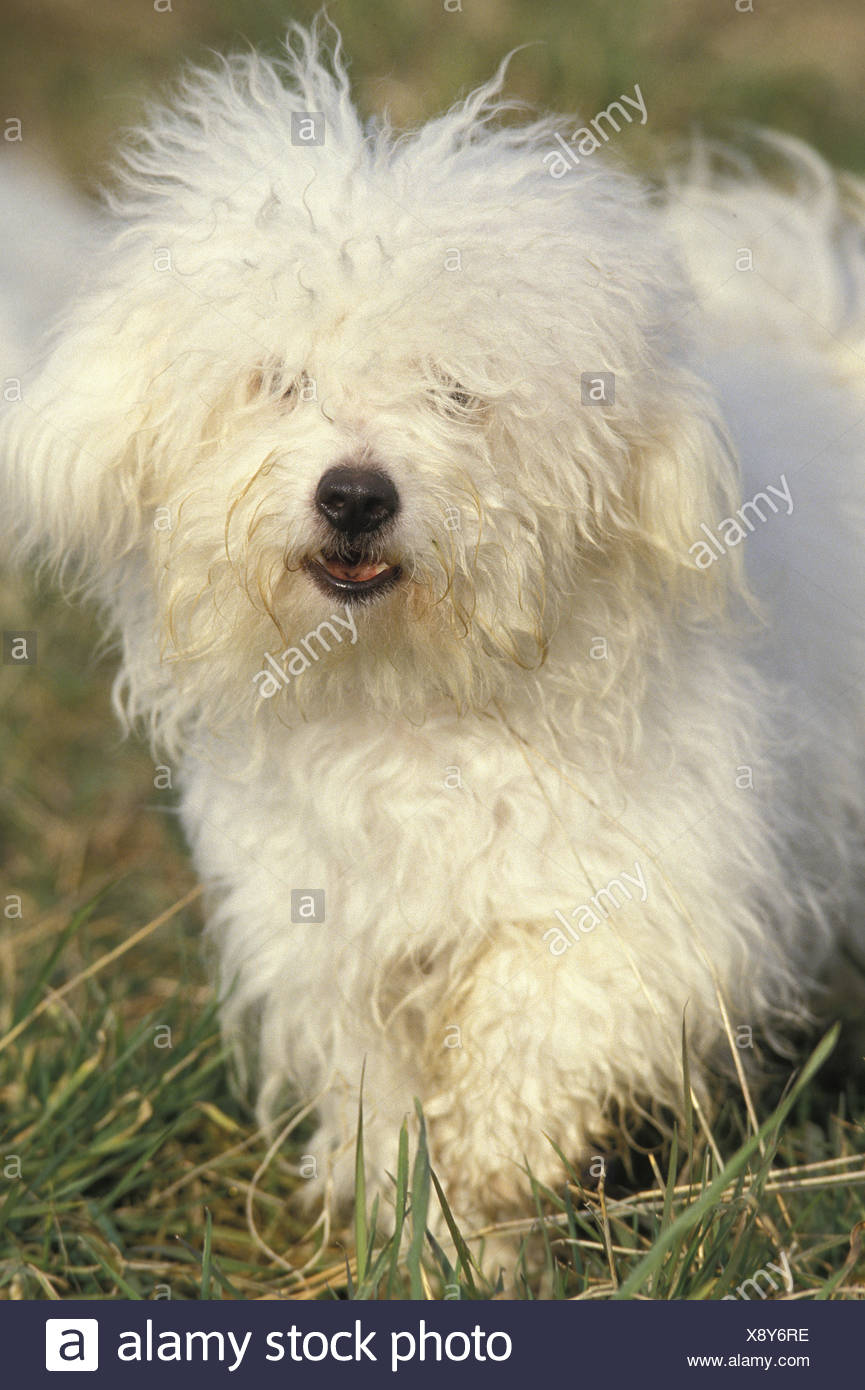 Bichon Cane Bolognese Adulti In Piedi Sullerba Foto Immagine