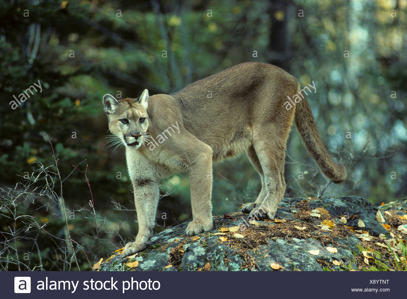 puma femmina