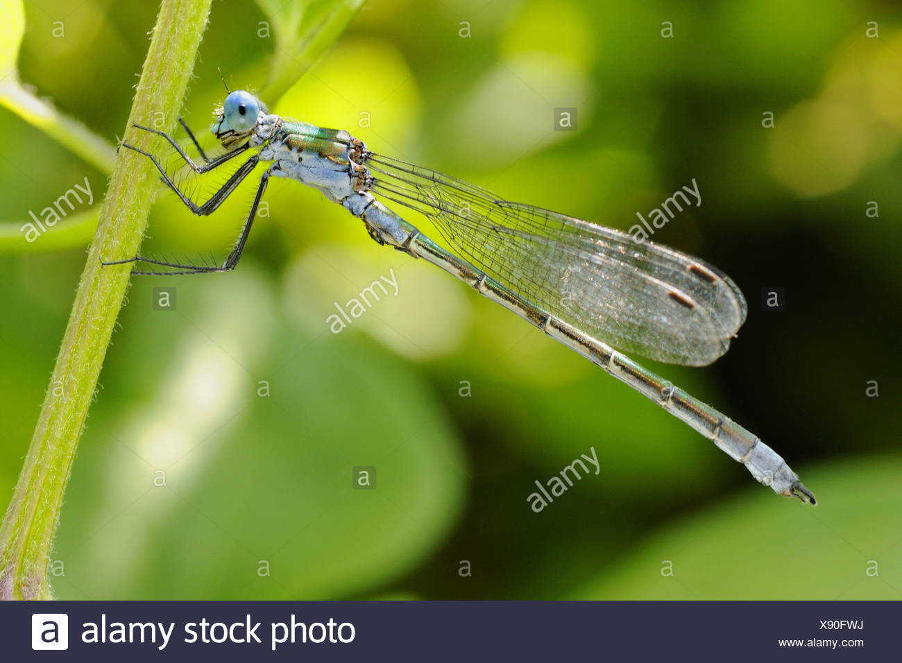 La Classificazione Degli Animali Invertebrati Il Mondo Degli Animali