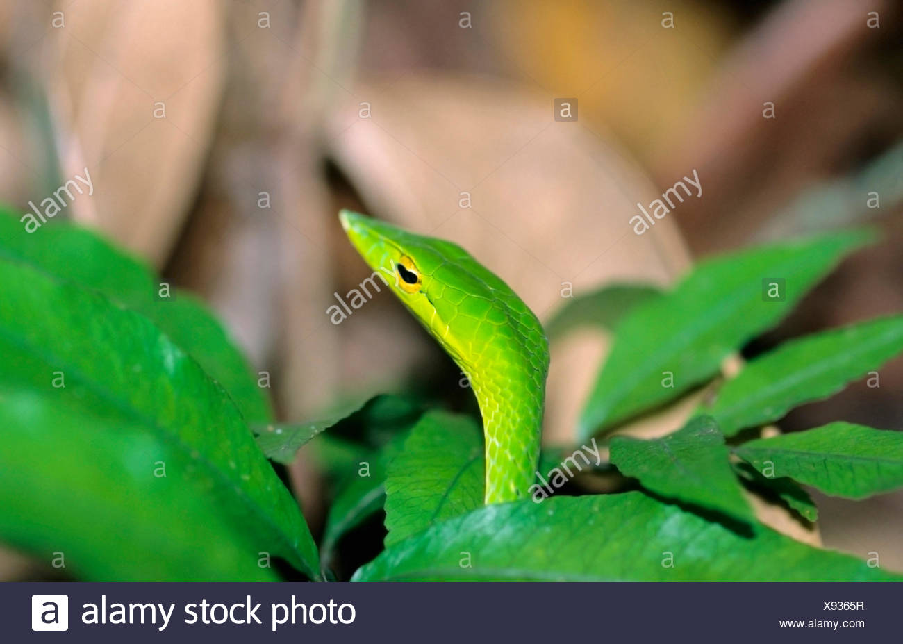 Vite verde serpente Ahaetulla nasuta Foto Stock