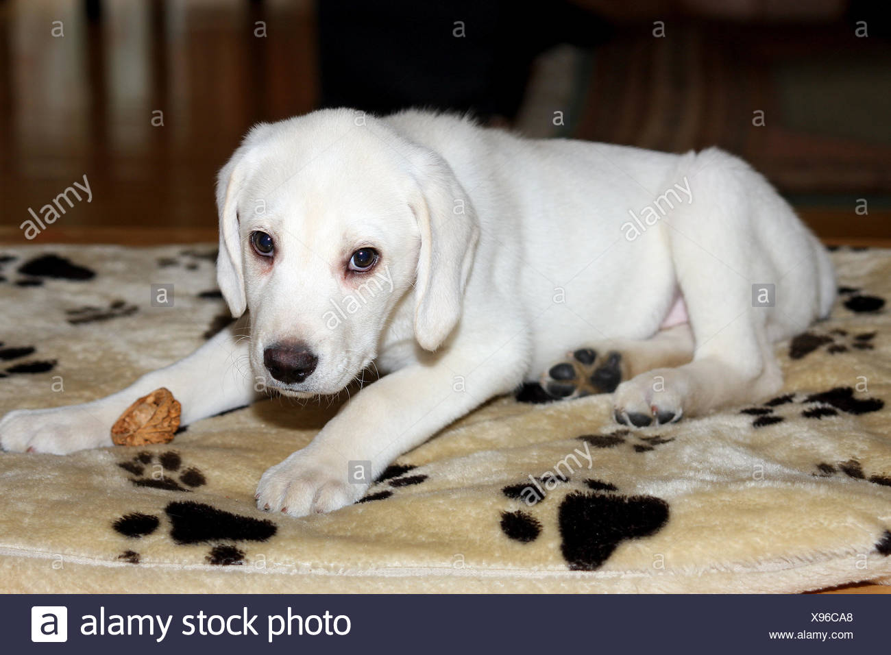 Animali Pedigree Cane Cane Allevamento Di Cani Labrador Cuccioli