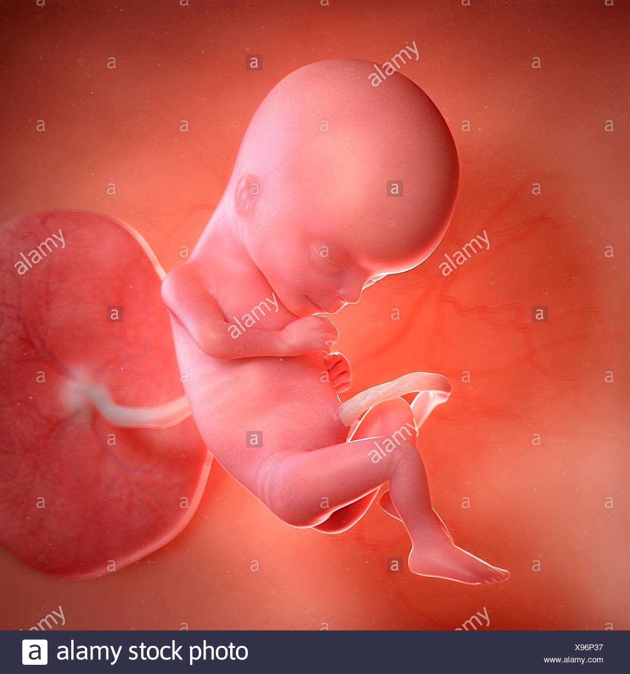 Feto Umano Eta 15 Settimane Illustrazione Foto Stock Alamy