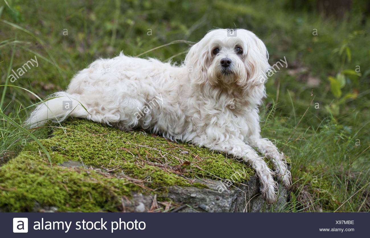 Cane Leone Immagini Cane Leone Fotos Stock Alamy