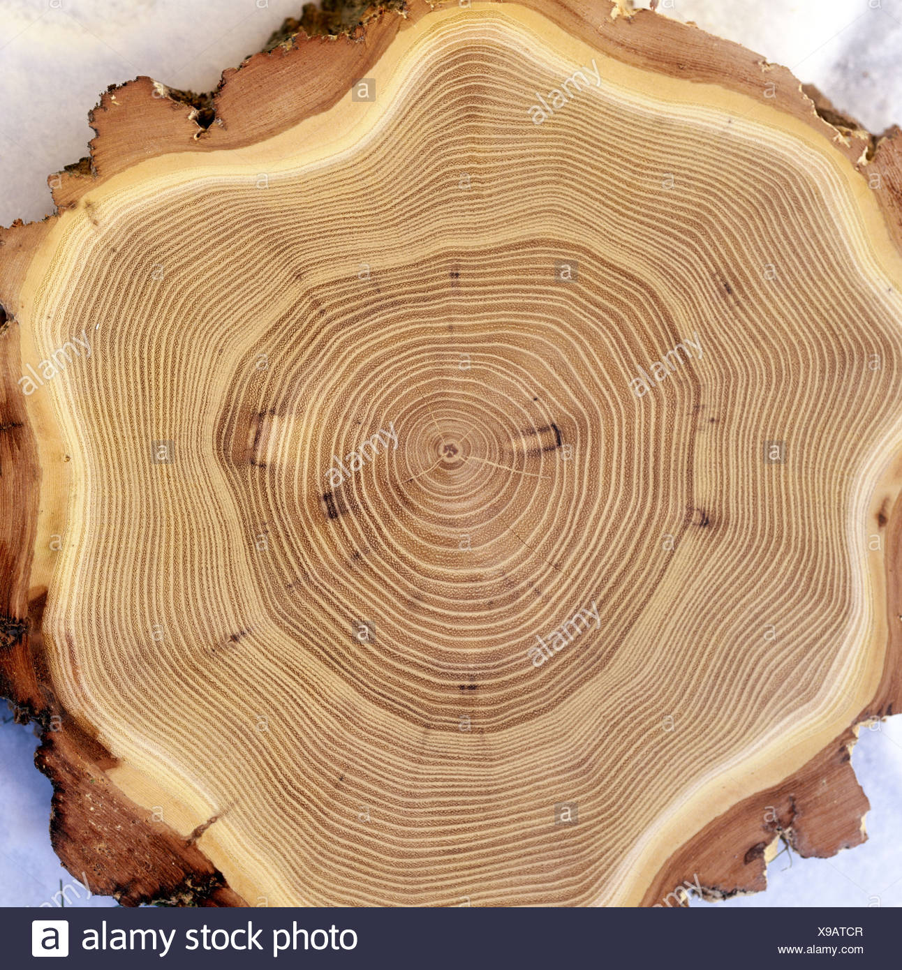 Sbagliato del legno di acacia anelli annuali sezione trasversale ... Sbagliato del legno di acacia anelli annuali sezione trasversale ...