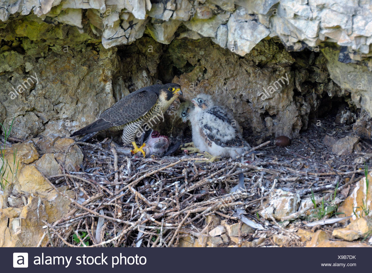 Vecchia Anima Di Un Corvo Immagini Vecchia Anima Di Un