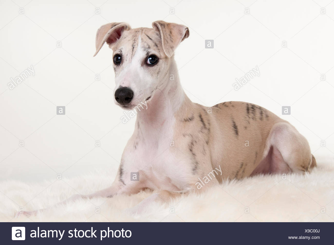 Il Whippet Cucciolo Di Cane Maschio 12 Settimane Foto Immagine