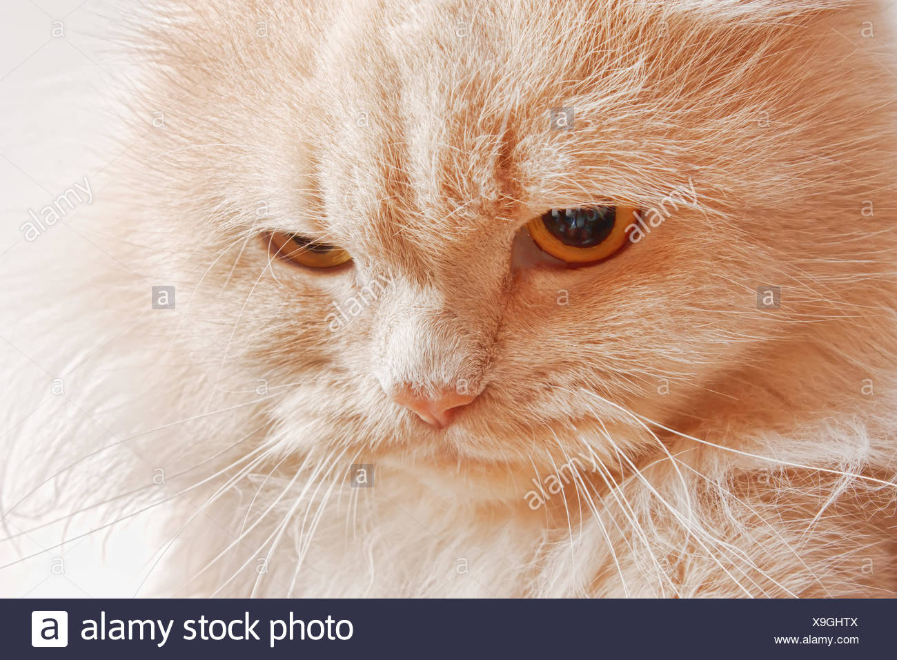 Muso Di Rosso Gatto Arrabbiato Foto Immagine Stock 281263050 Alamy