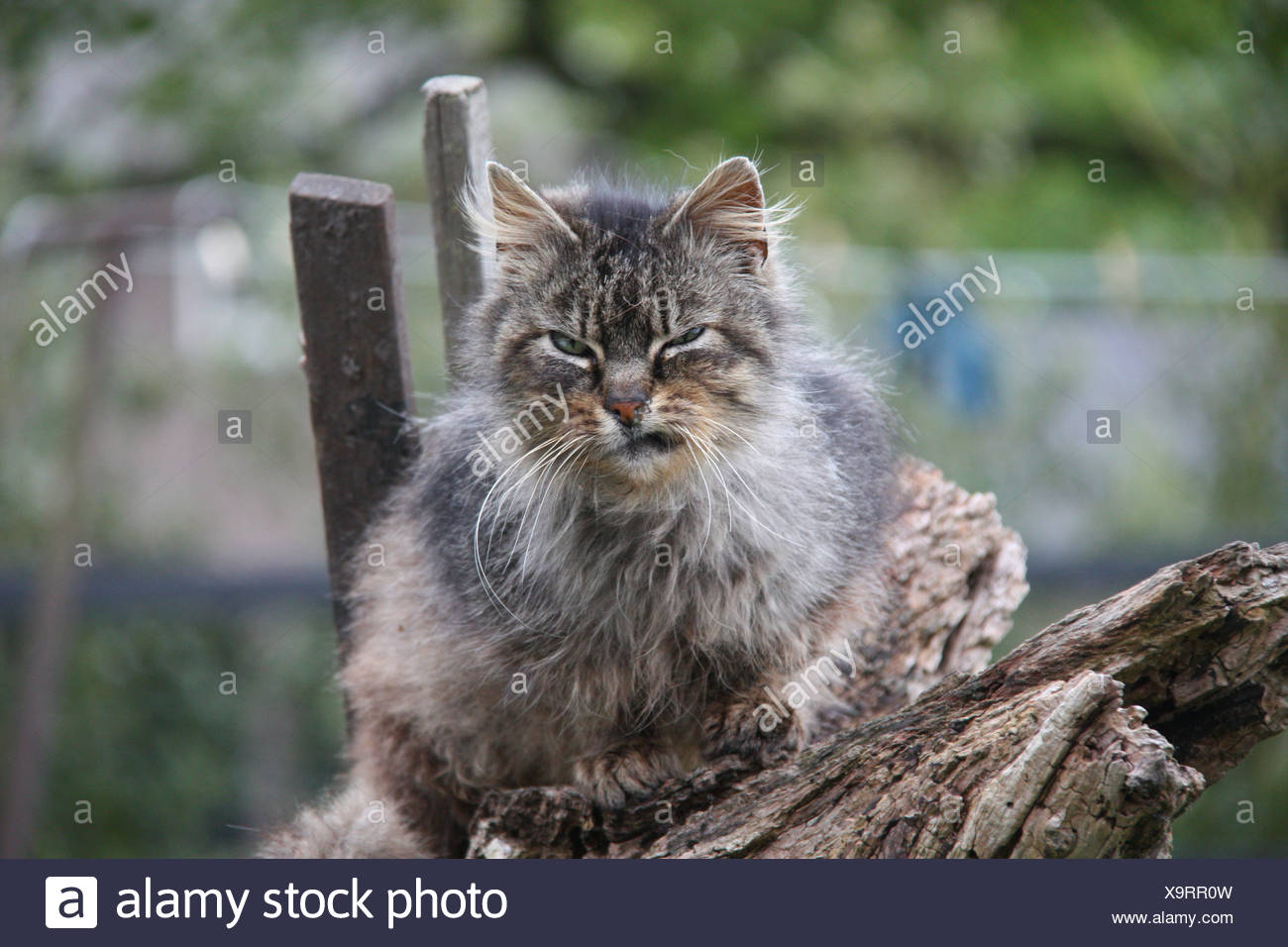 Il Gatto Selvatico Gatto Grigio Cercando Grumpy Sedersi Sul