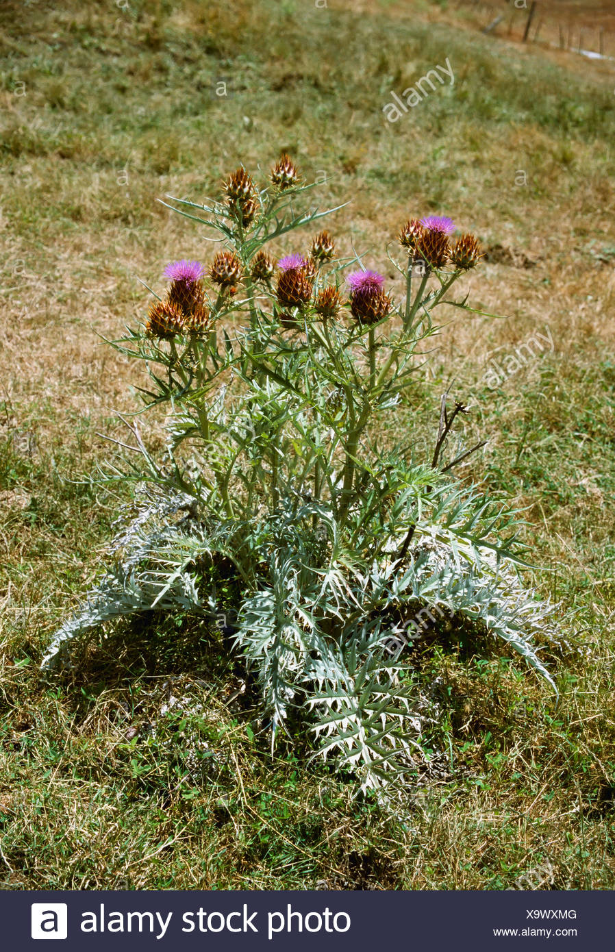 Agricoltura Erbacce Carciofo Thistle Cynara Cardunculus Aka Il Cardo Deserto Carciofo Carciofo Selvatico Pianta Flowering California Stati Uniti D America Foto Stock Alamy