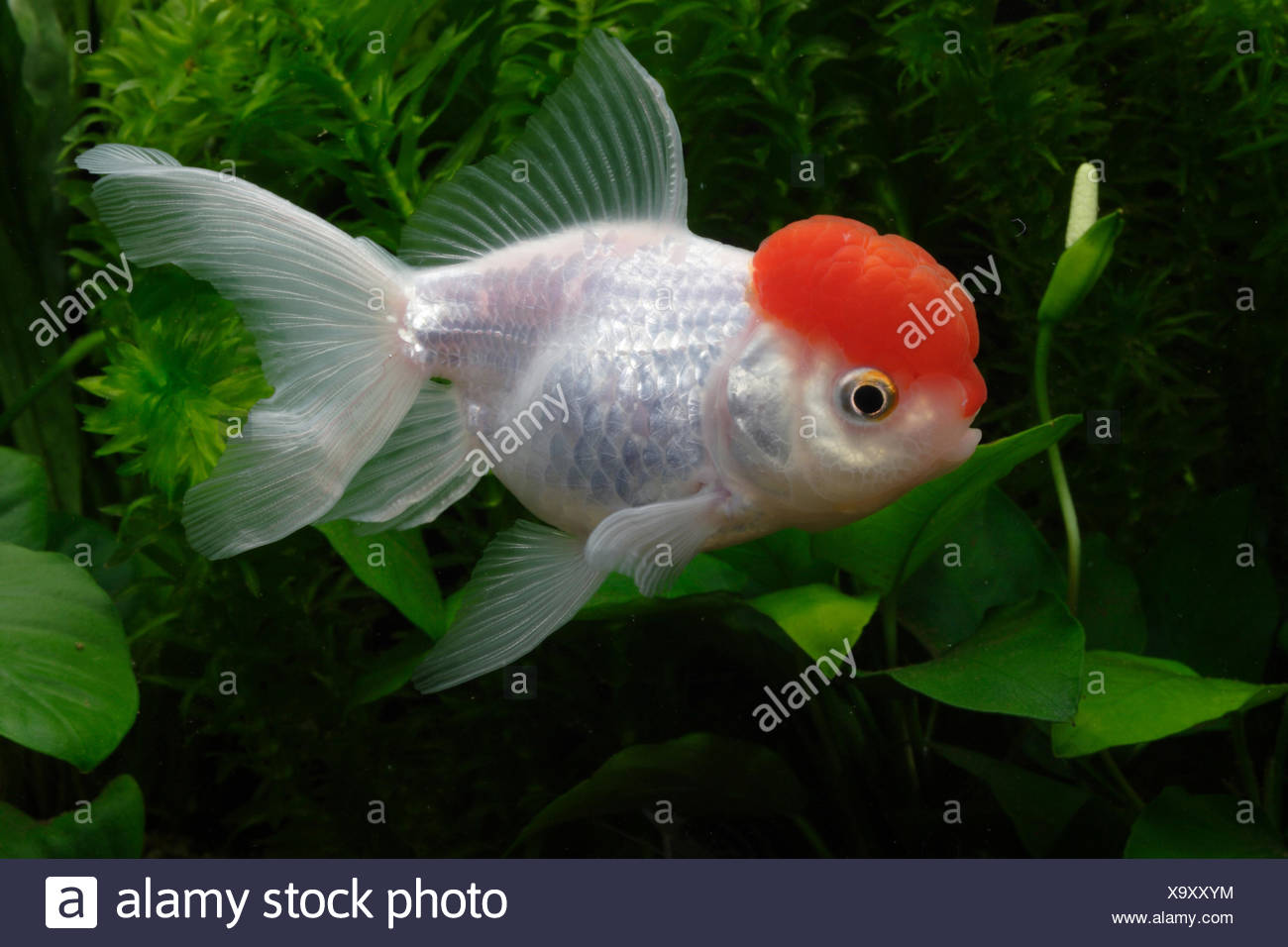 Goldfish 'tappo rosso Oranda' in acquario Foto stock - Alamy